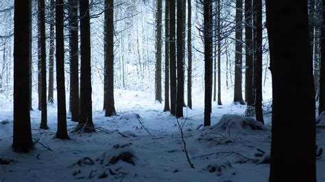 Download Wallpaper 1600x900 Forest Winter Snow Trees Snowy Hike