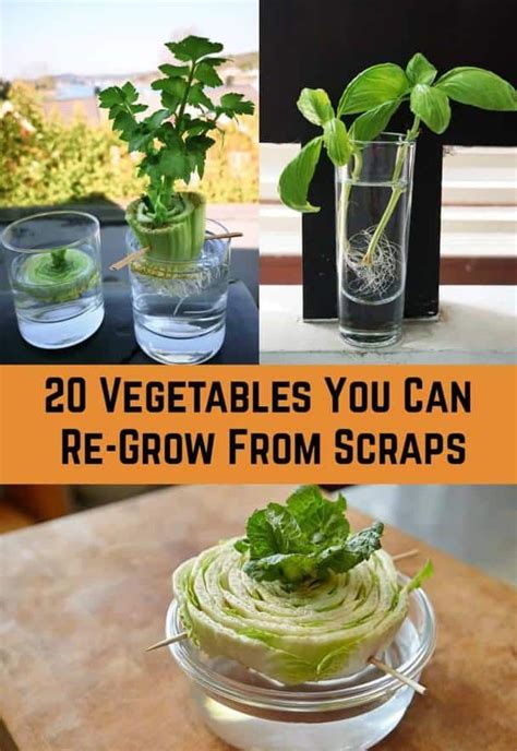 Maybe you would like to learn more about one of these? 20 Vegetables You Can Re-Grow From Scraps in 2020 | Regrow ...