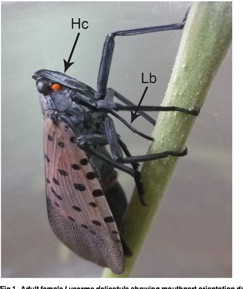 Figure 1 From Structure And Sensilla Of The Mouthparts Of The Spotted