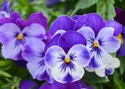 I fiori sono tutti accompagnati da nomi e immagini cosicché i bambini imparino a conoscerne le vari caratteristiche distinguendoli l'uno dall'altro. Immagini Fiori Viola