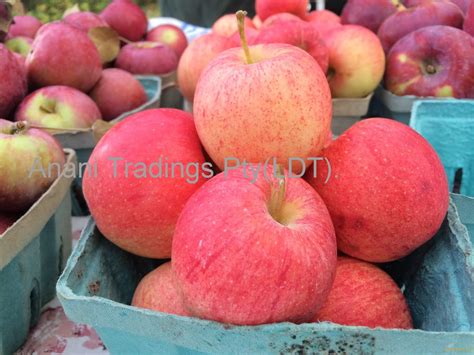 Fresh Fuji Applefresh Applessouth Africa Fresh Apples Price Supplier