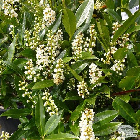 Like the other laurels, 'otto luyken' is happy in sun. Buy Prunus laurocerasus Otto Luyken (Dwarf Laurel) in the UK
