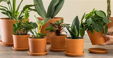 Indoor Potted Plants Plantvine