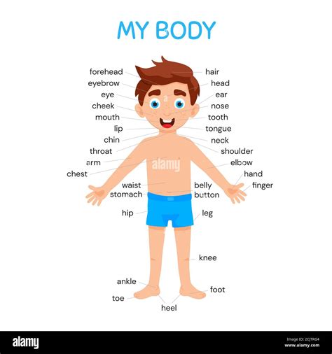 My Body Poster With Cute Kid Boy Shows His Body Parts Medical Anatomy