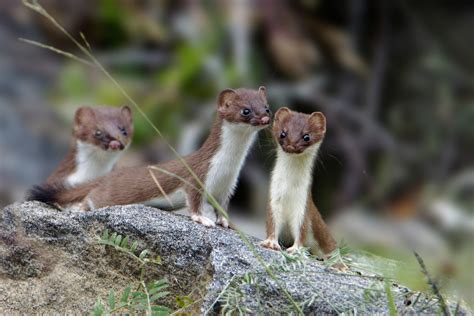 American Stoat Short Tailed Weasel Wny Camera Trapping Project Id