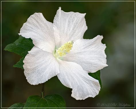Nature Photography Rose Of Sharon White Flowering Plants White Roses