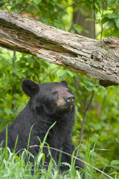 Black Bear Walking In A Forest Ursus Americanus Orr Minnesota