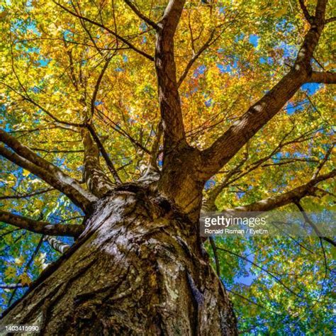 Tree Of Life Background Photos And Premium High Res Pictures Getty Images