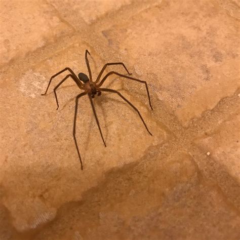 Is This Friendly Spider A Brown Recluse Kansas Spiderbro
