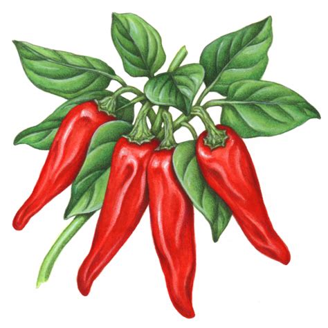 Red Paprika Peppers On A Branch With Leaves Stock Art Stuffed