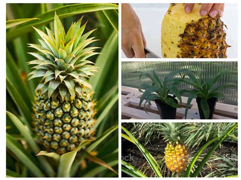Elite Gold Pineapple Ananas Comosus Live Plant Etsy