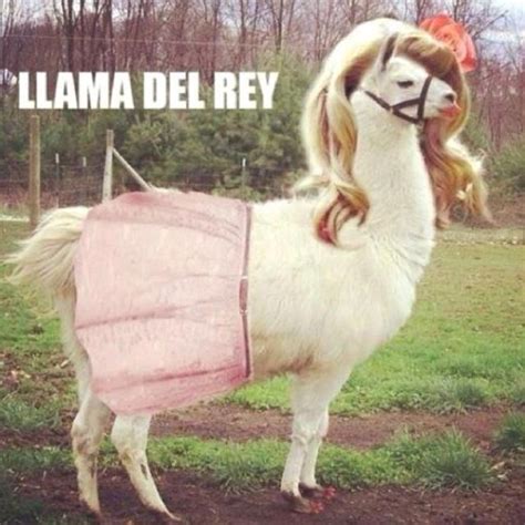 Lama Del Rey Love It Pinterest Lama Del Rey Animal And Funny
