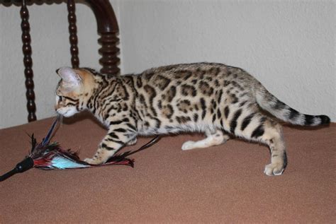 Enchantedtails Bengal Cats Fairy Kisses Available Purebred Registered