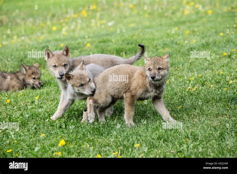 Litter Of Gray Wolf Pups Play Fighting In A Meadow Near Bozeman Stock