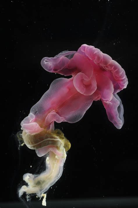 New Creatures From The Deep Identified By Aberdeen Scientists News