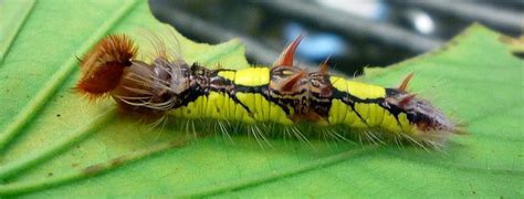 One interesting butterfly is the blue morpho (m. Blue morpho caterpillar | larval stage of the blue morpho ...