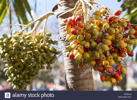 It is also the called the peach palm because of the this small tree is related to carambola/star fruit. Palm Tree Fruit, St. Petersburg, Florida, USA Stock Photo ...