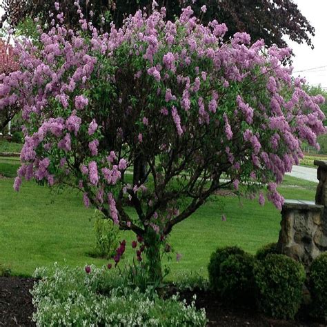 Onlineplantcenter 3 Gal Deep Violet Common Lilac Shrub S3793g3 The