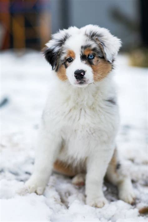 Australian Shepherd Blue Merle Puppy Playing In The Snow Stock Image