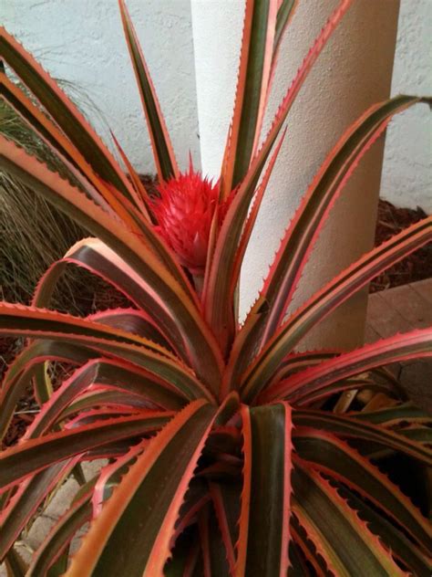 Pink Pineapple Tropical Landscaping Pineapple Planting Bromeliads