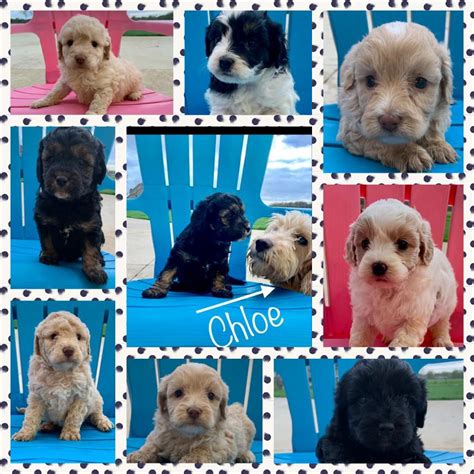 Why buy a goldendoodle puppy for sale if you can adopt and save a life? These little darlings will be ready for adoption soon ...