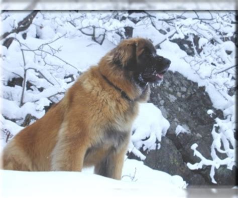 Adoption and clinic fees do not cover the full cost of our extensive animal and community services therefore we rely adopt a dog. Leonberger Dogs for Adoption near Seattle, Washington, USA ...