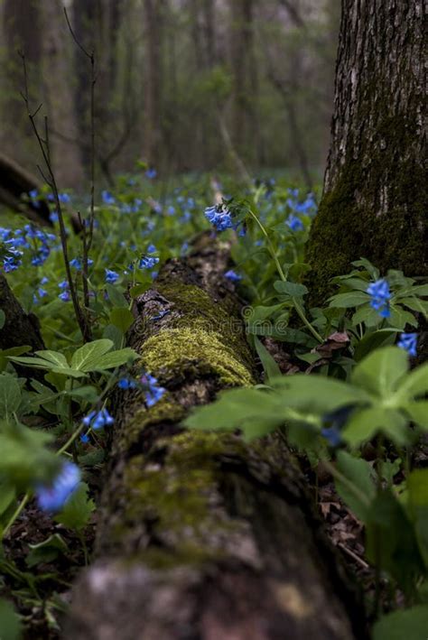 Hiking Trail And Virginia Bluebell Wildflowers Ohio Stock Image