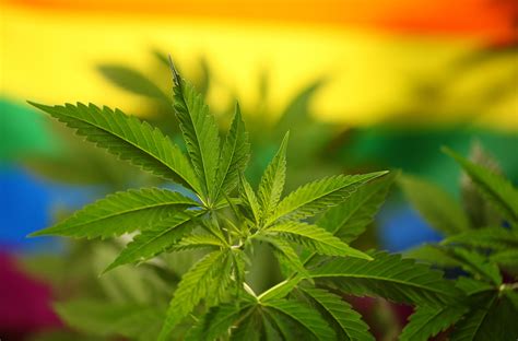 Bisexuals Use Cannabis More Frequently For Coping Enhancement Wsu Insider