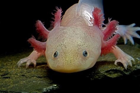 Maybe you would like to learn more about one of these? 14 Pink Animals That Wow and Woo