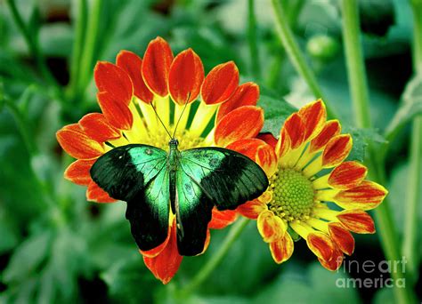 Butterfly Sipping Nektar Photograph By Tony Magdaraog Fine Art America