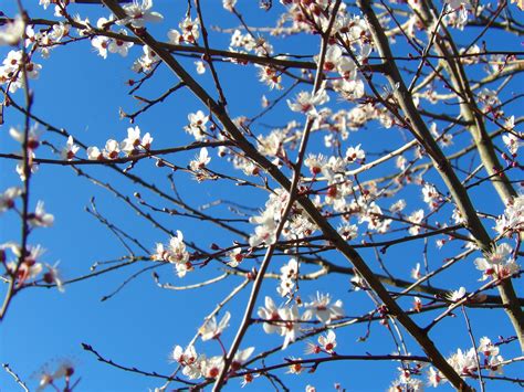 Free Images Tree Branch Plant Sky Flower Spring Season Cherry