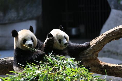 12 Fascinating Giant Panda Facts For Kids 2023 Updated