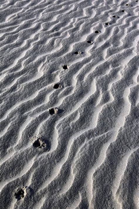 Animal Tracks In Desert Sand Namibia Stock Photo Image Of Desert