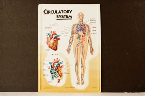 Vintage 3d Human Body Chart Circulatory System Human Anatomy C1980