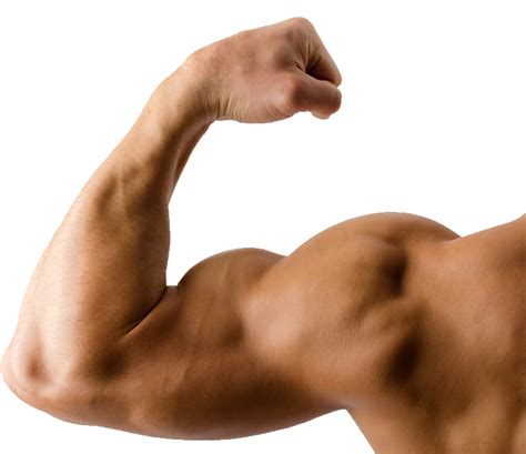 Muscle Hand Png Transparent Image Download Size 766x662px