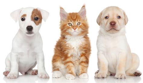 Cat And Dog Wallpapers High Quality Download Free
