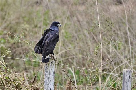 Hawks In Oregon 10 Species To Be Looking For In This State