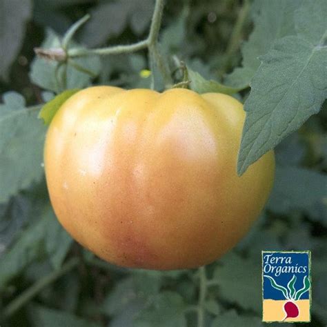 Organic Tomato Seeds Hillbilly Heirloom And Non Gmo Vegetable Seed