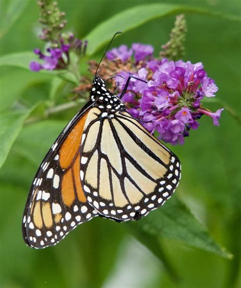Monarch Butterfly Stock Photo Image Of Habitat Bush 97798448