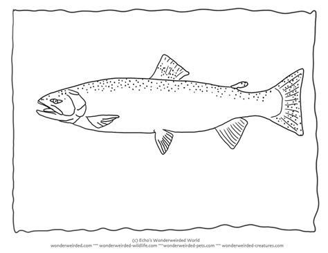 Trout Coloring Pagetrout Pictures And Outlines For Fish Coloring Pages
