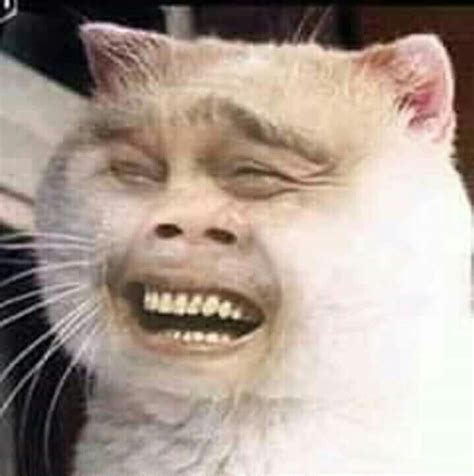 ปักพินโดย Cece ใน Cats แมวตลก ภาพแมวตลกๆ รูปสัตว์ขำๆ