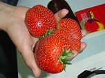 Genetically modified strawberries | Flickr - Photo Sharing!