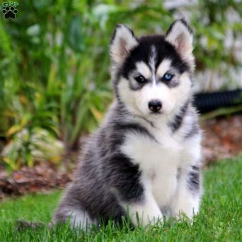 Many recommend that inexperienced dog owners not buy the breed because of the time, training, and care they require. Elsie - Siberian Husky Mix Puppy For Sale in Pennsylvania
