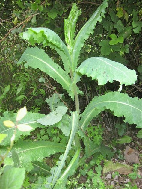 Lactuca Virosa Seeds ~ 20 Seeds ~ Opium Lettuce For Tea Resin Extract