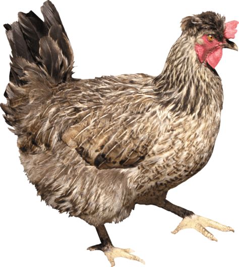 Photoshop Cock Png