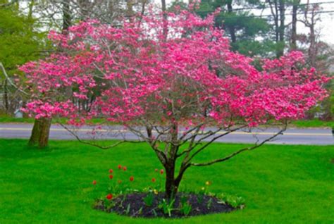 Beautiful Flowering Tree Ideas For Your Home Yard 2327 Landscaping