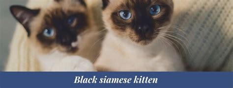 Best 10 Black Siamese Cat Facts Personality Name Zoological World