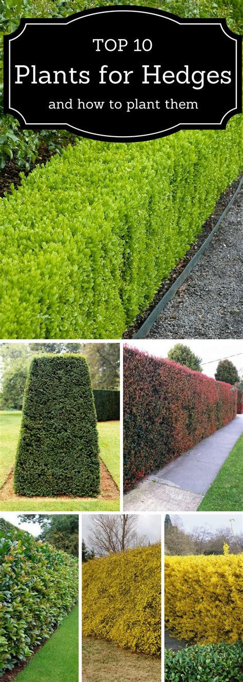 Top 10 Best Plants For Hedges And How To Plant Them La Vie En Fleurs