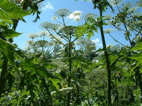 Tread Carefully With Giant Hogweed Urges Trade Body Shepherd Pr