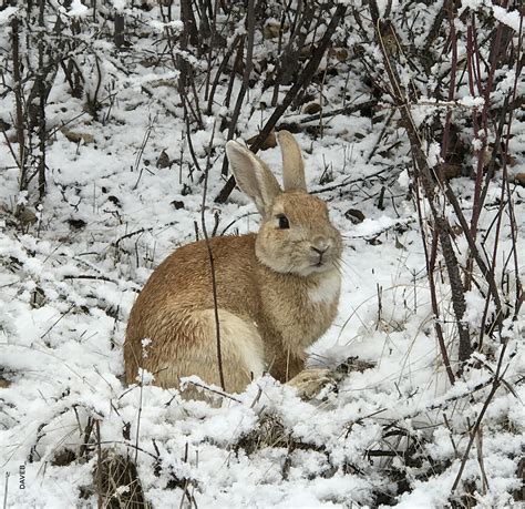 Заяц зимой — 2 Kartinkiru